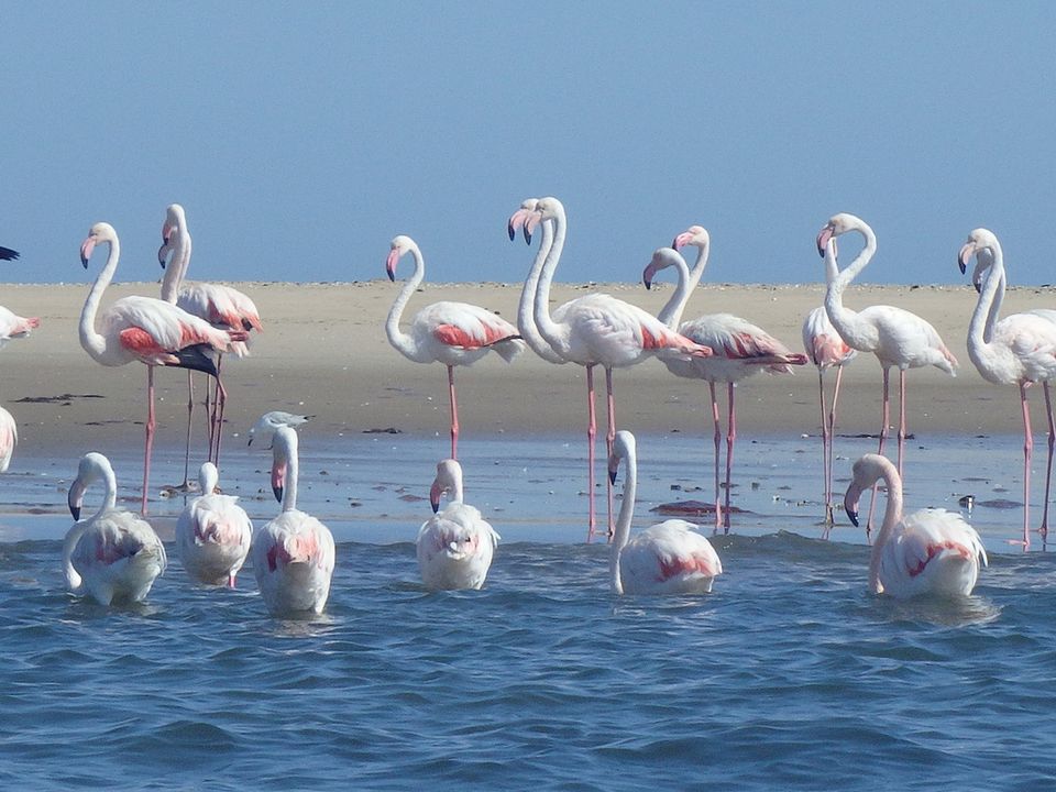 Flamingo's bij Walvisbaai