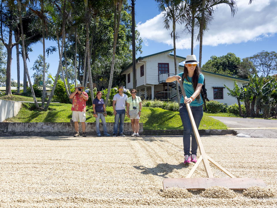koffieplantage in Costa Rica
