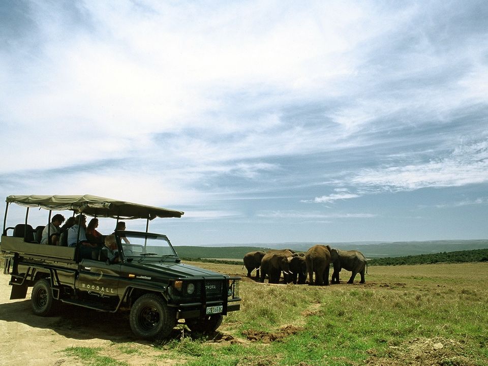 Op safari in Addo Elephant National Park