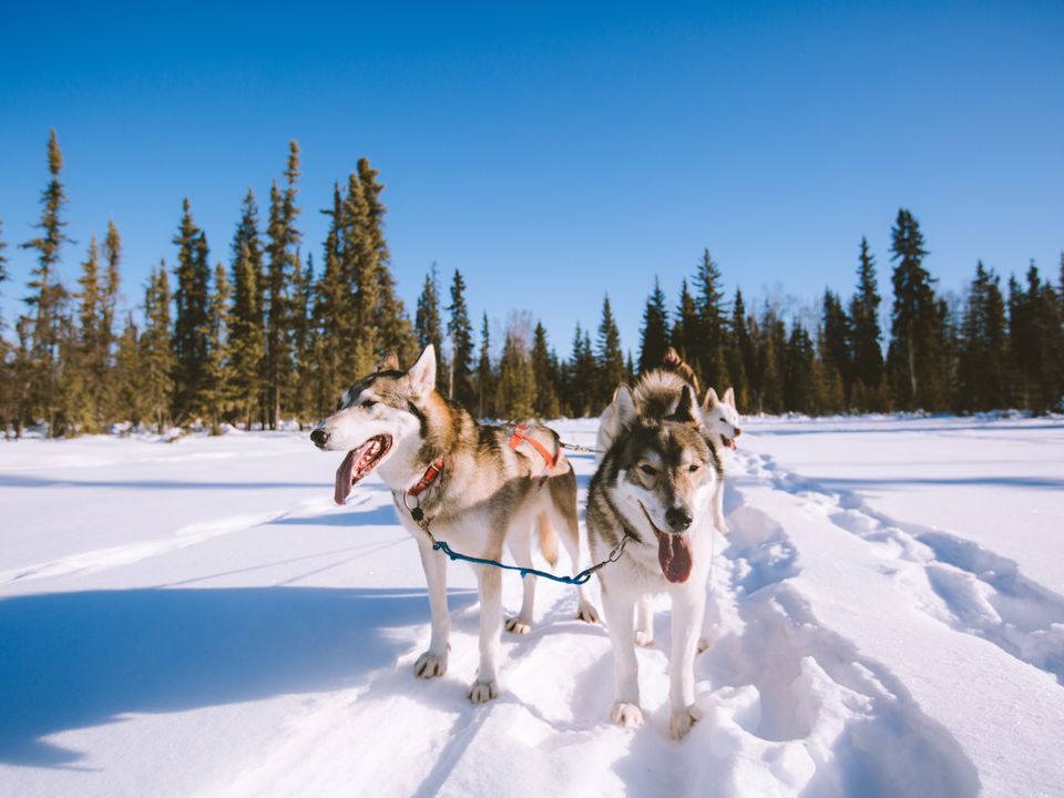 Hondensledetocht in Alaska