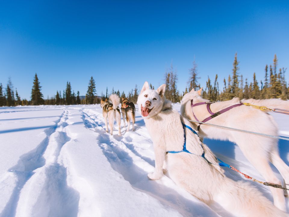 Husky's in de sneeuw in Alaska, Amerika