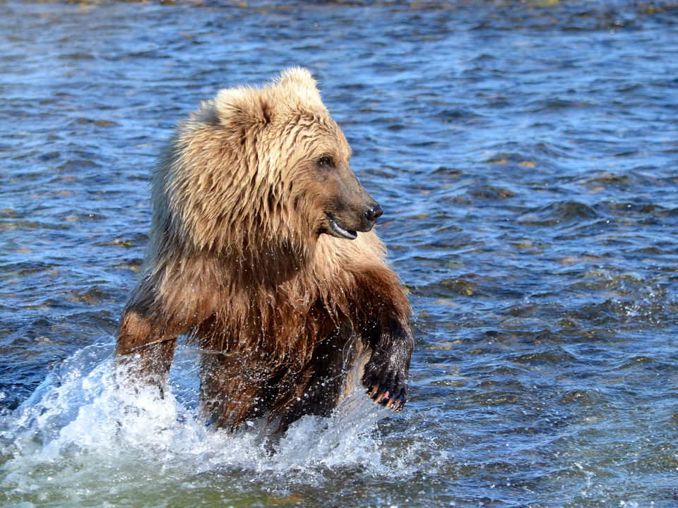Beer in Katmai National Park, Alaska, Verenigde Staten