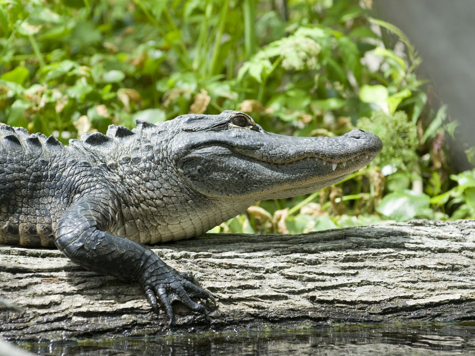 Alligators in Everglades National Park, Florida