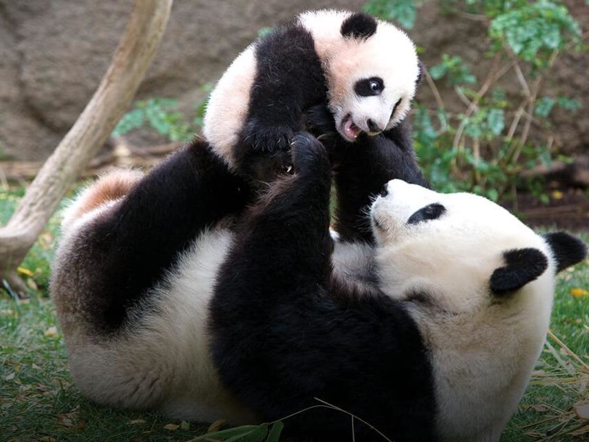 Amerika-San-Diego-Zoo-Panda_1_502416