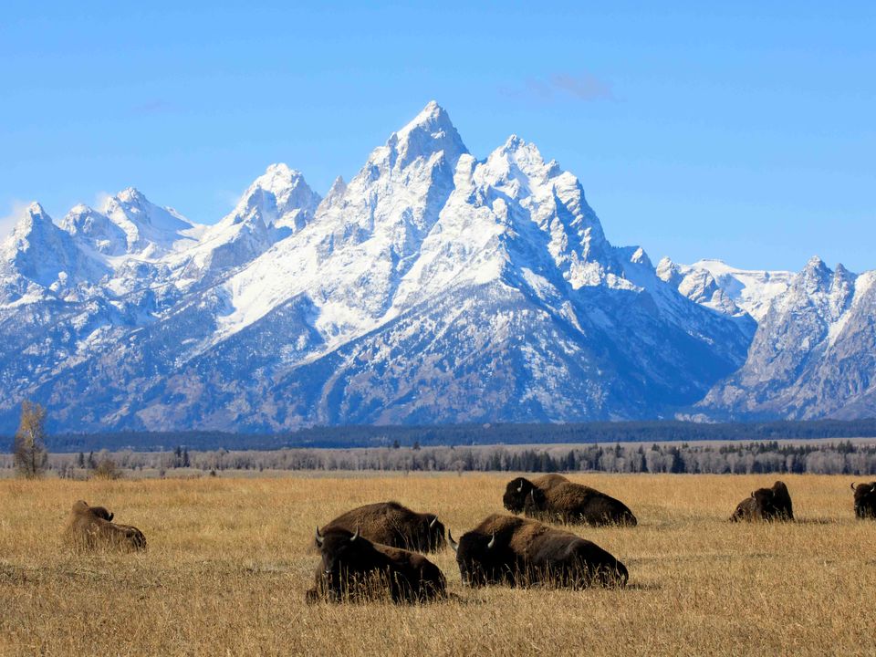 Spot bizons in Grand Teton National Park