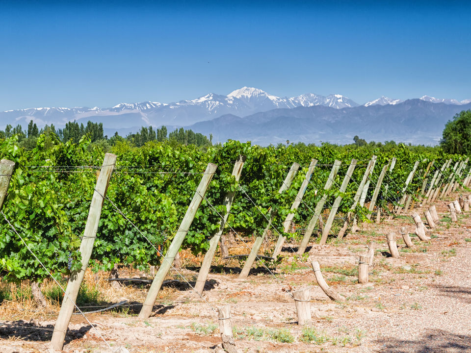 Wijnvelden rond Mendoza, Argentinië