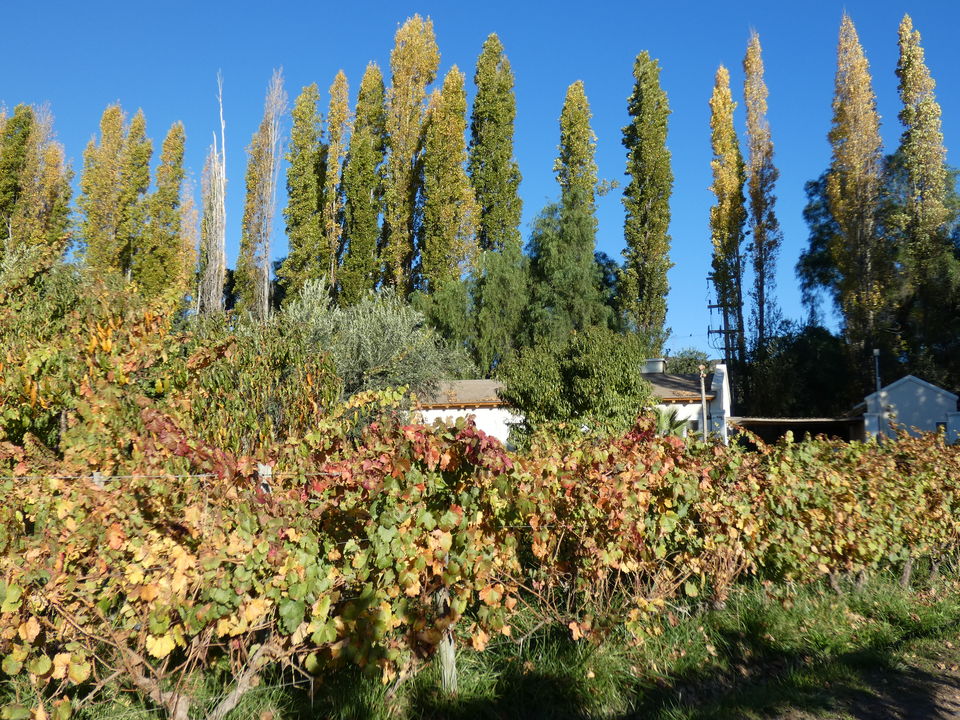Argentinie-Mendoza-wijnboerderij-2