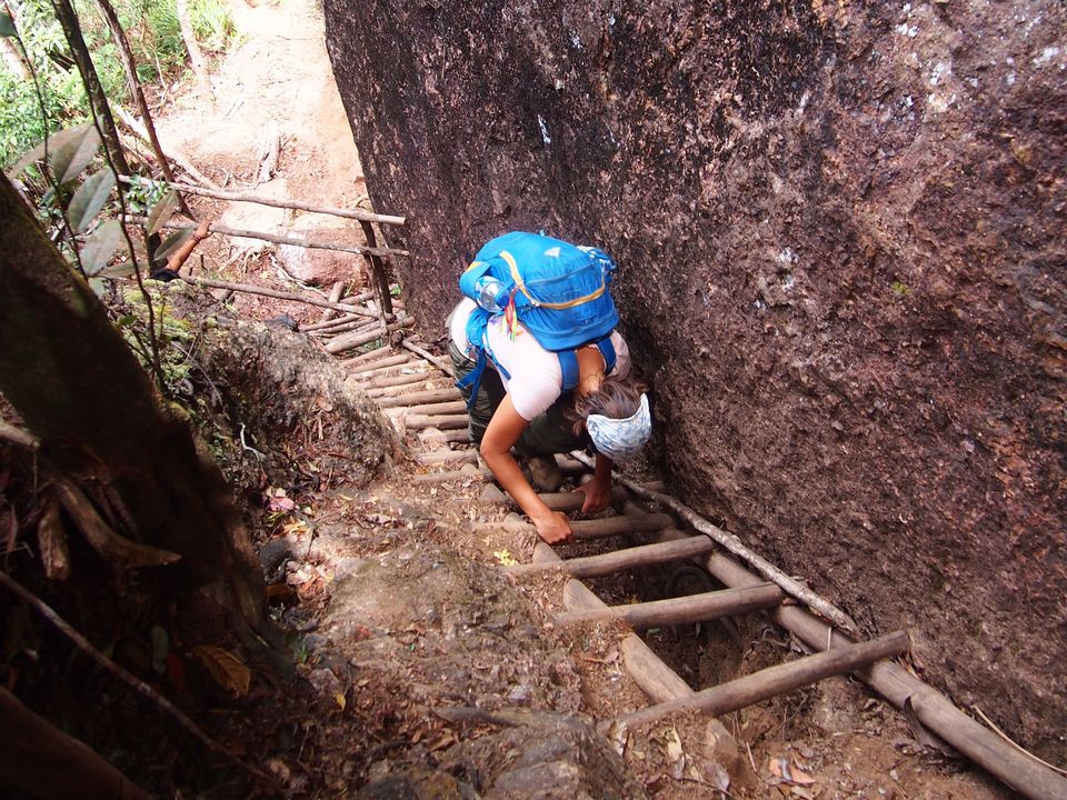 Klauteren door de jungle van de Harauvallei op Sumatra, Indonesië