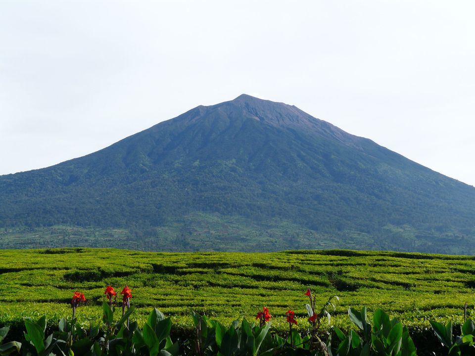 Kijk uit over de theevelden en op de achtergrond de vulkaan Kerinci op Sumatra