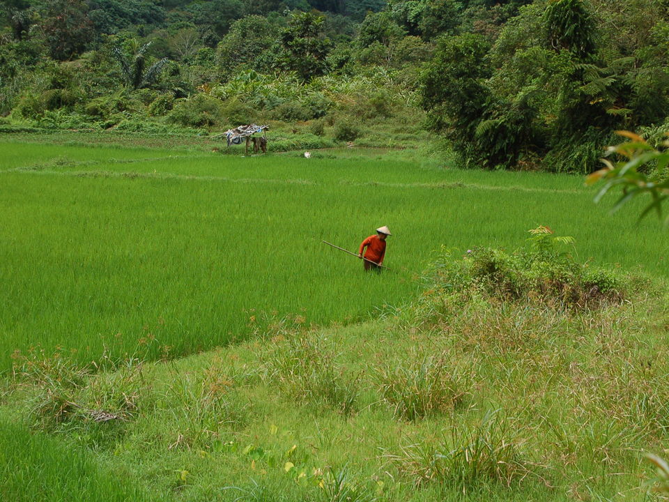 Local aan het werk in de Harauvallei op Sumatra