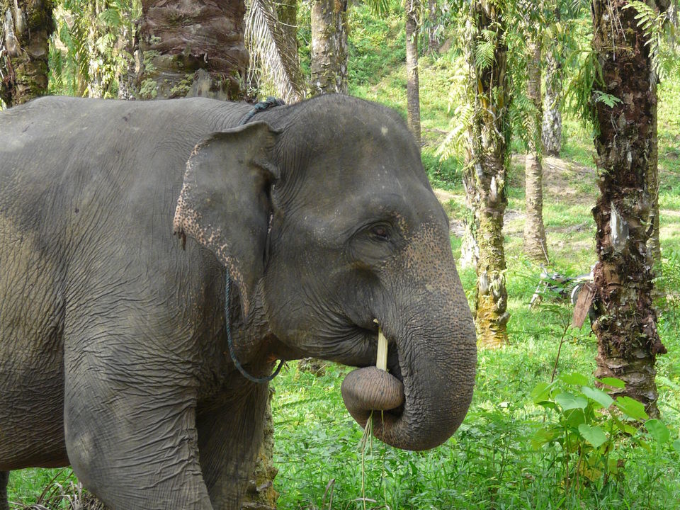 Wandelen met olifanten in hun natuurlijke omgeving
