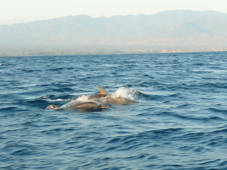 Bali-Lovina-dolfijnen2