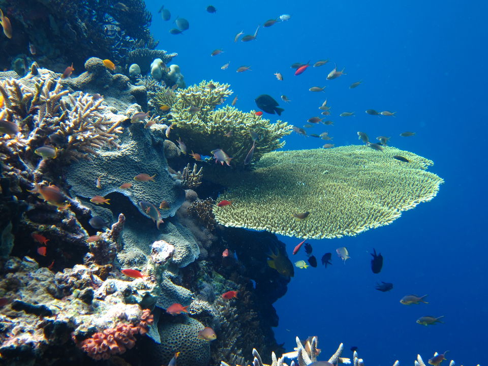 Onderwaterwereld van Menjangan, Bali