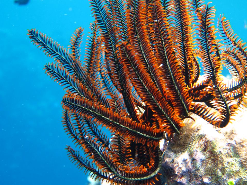 Bali-Pemuteran-Menjangan7