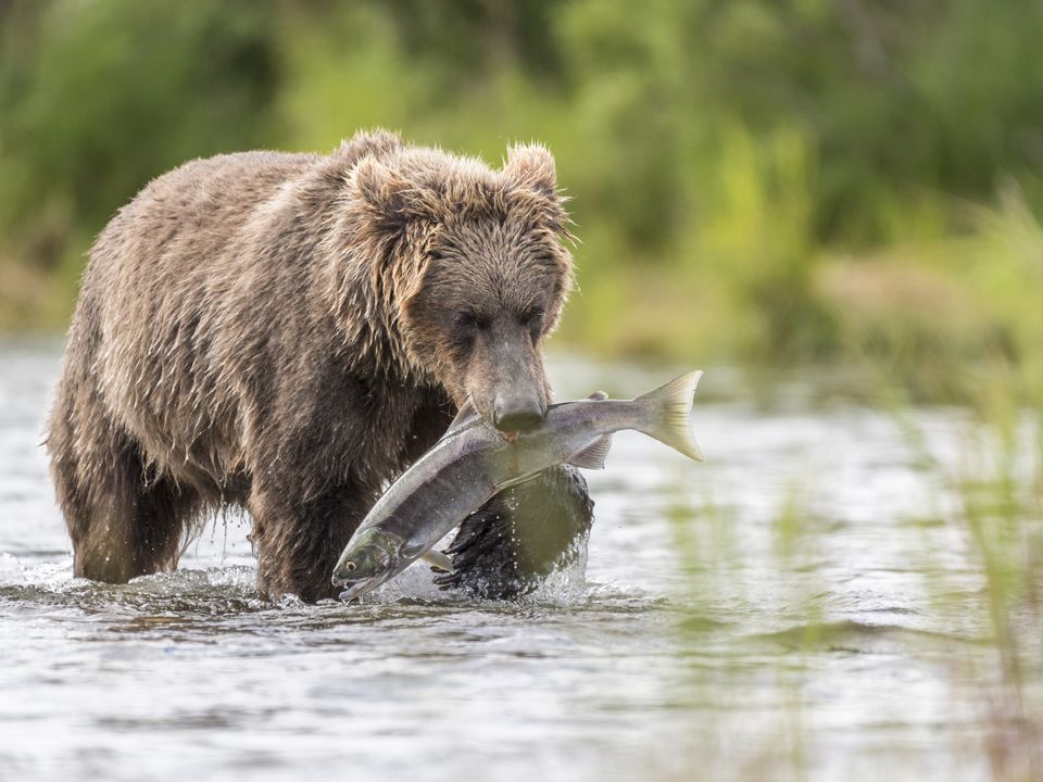 Beer-Katmai-National-Park, Alaska, Amerika