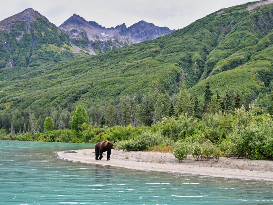 Berenexcursie, Alaska, Verenigde Staten