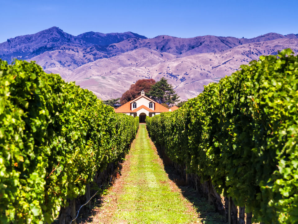 huis tussen de wijnranken bij Blenheim, Nieuw-Zeeland