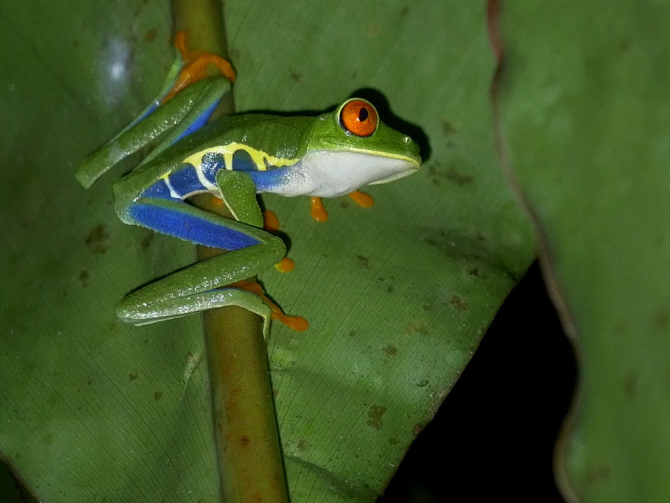 Groene kikker in Boca Tapada, Costa Rica