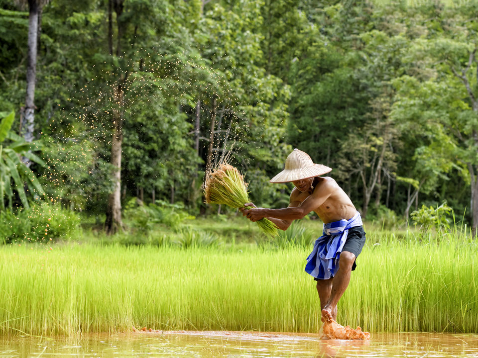 Rijstvelden en de locals op verre bestemmingen