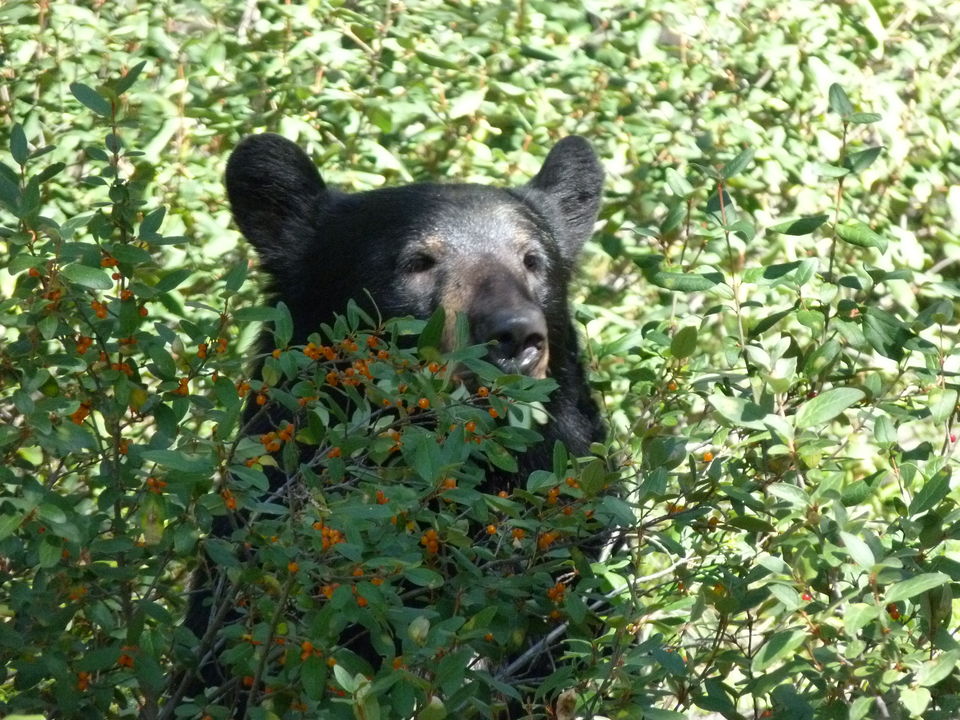 Grizzlybeer in Banff National Park