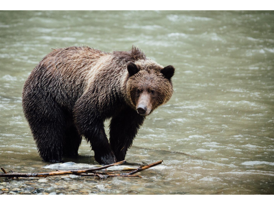 Canada-Campbell-River-Grizzly-beren-1