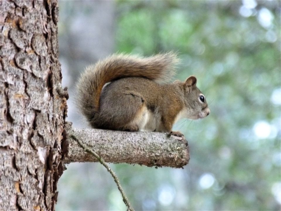 Eekhoorntje in een boom in Jasper National Park