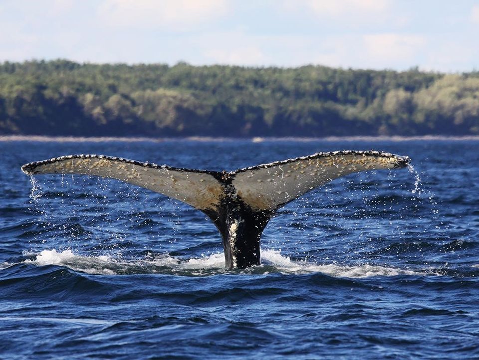 Canada-Tadoussac-Walvis-1_1_495455