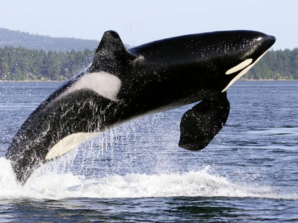 Walvissen spotten in Tadoussac, Canada