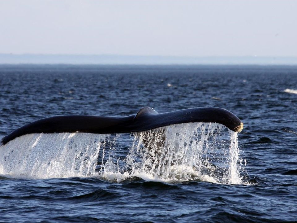 Canada-Tadoussac-Walvissen-2_1_495604