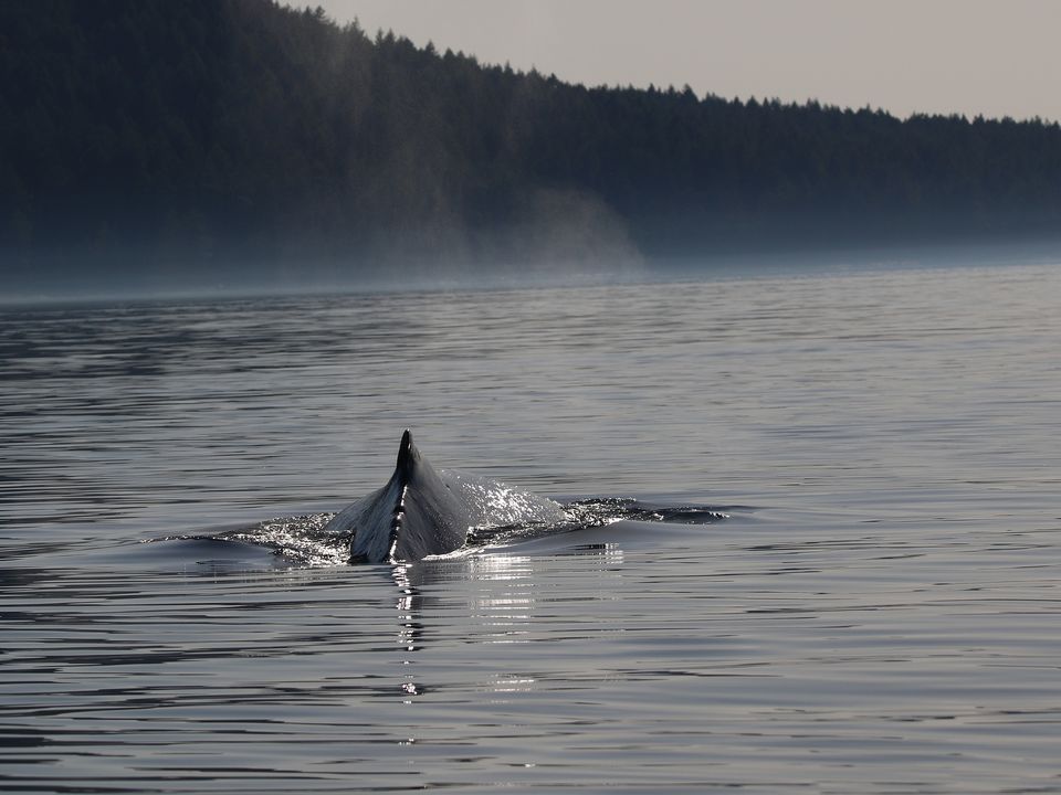 Canada-Telegraph-Cove-Bultrug