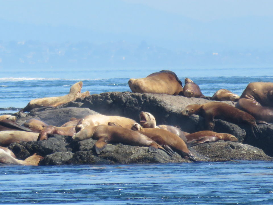 Zeeleeuwen luieren op rotsen in Tofino