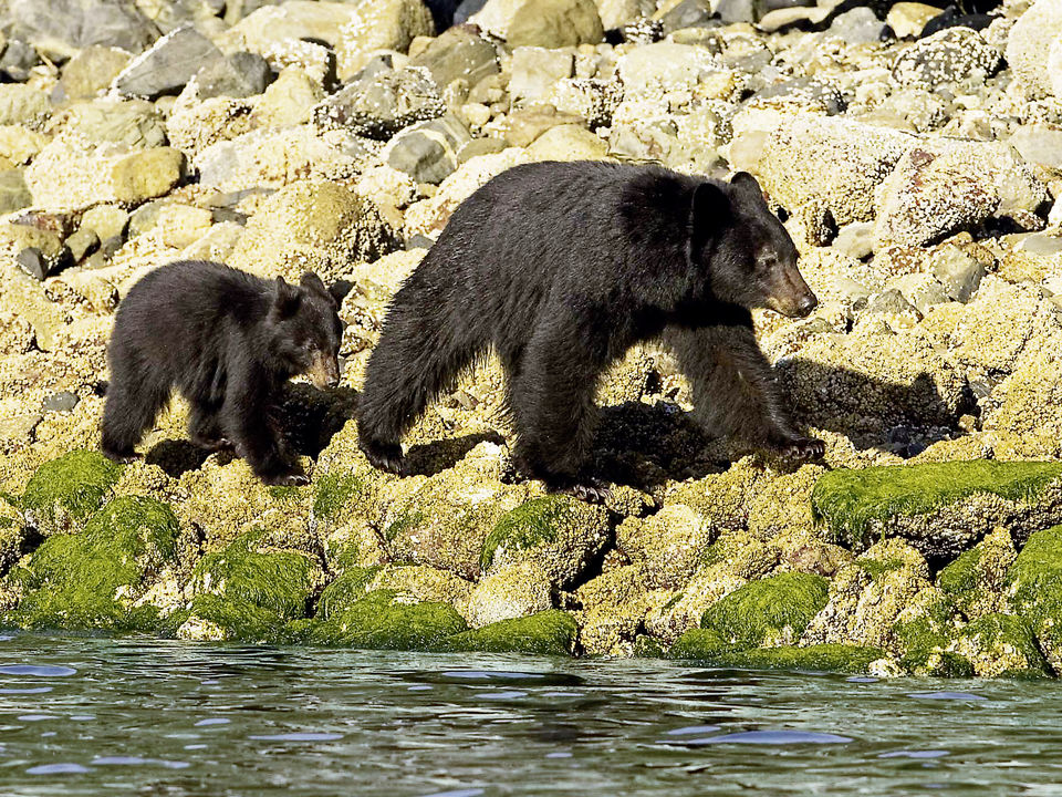 Beren spotten op Vancouver Island