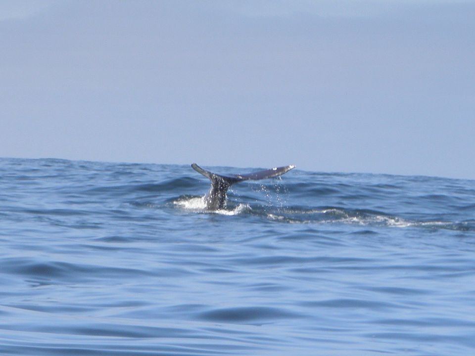 Spot walvissen in Vancouver