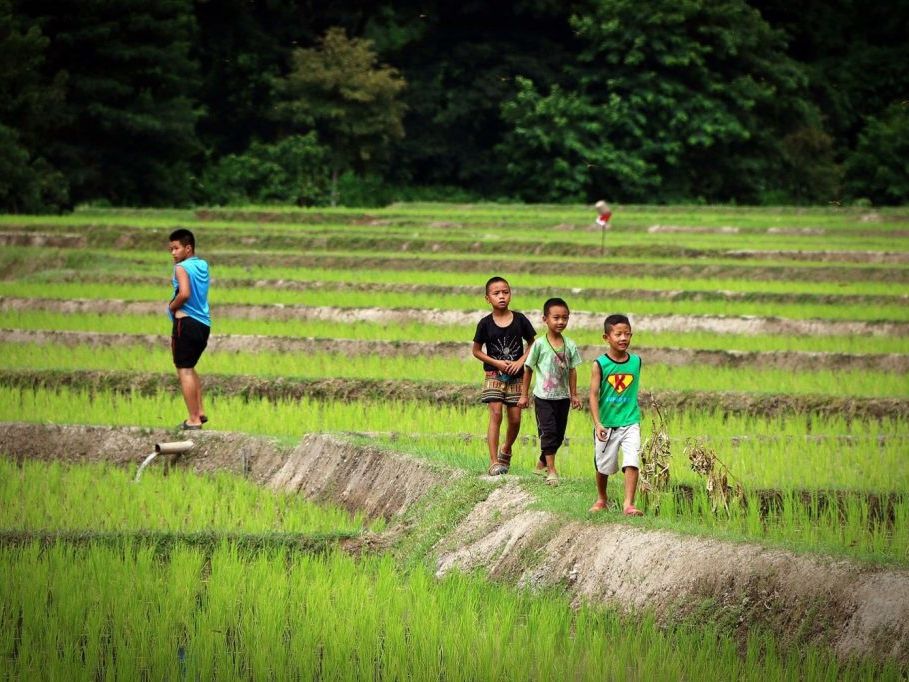 Kinderen bij de rijstvelden nabij Chiang Rai, Thailand