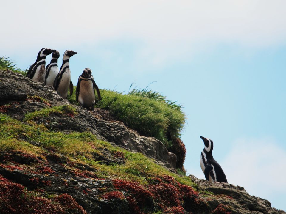 Chili-Chiloe-Pinguins_1_432583
