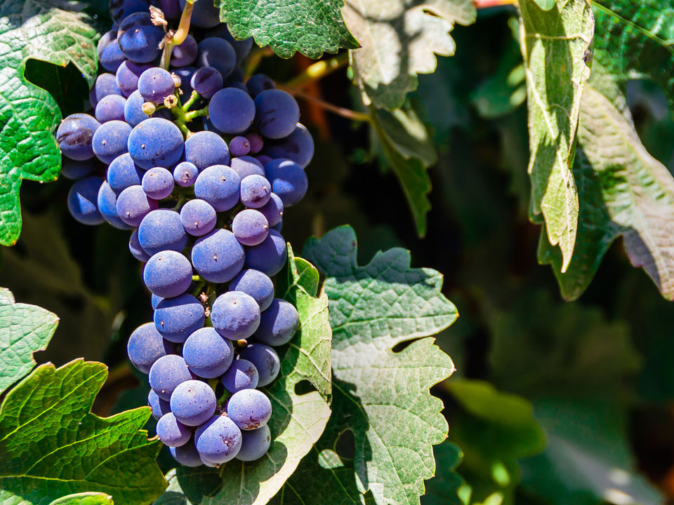 Druivenrank in de Maipo Vallei, Chili