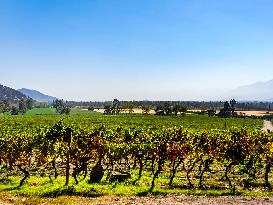 Chili-Maipo-wijngaarden-3_1_432603