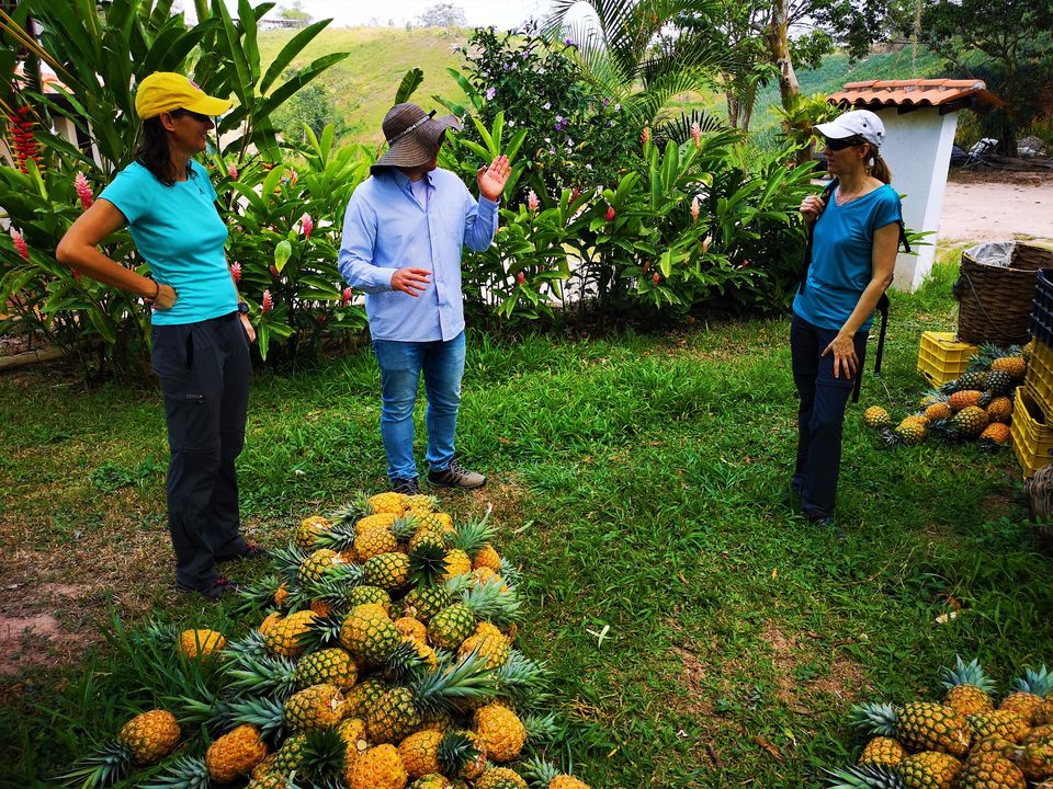 Een ananas plantage in Bucaramanga