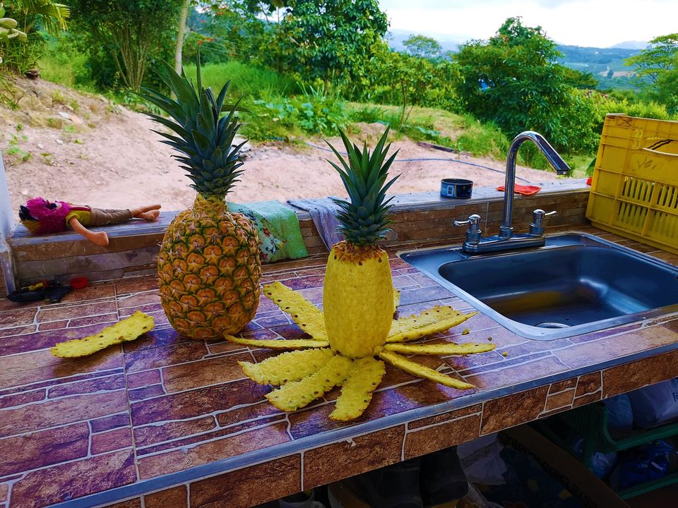 Honing van goud, de ananas in Bucaramanga