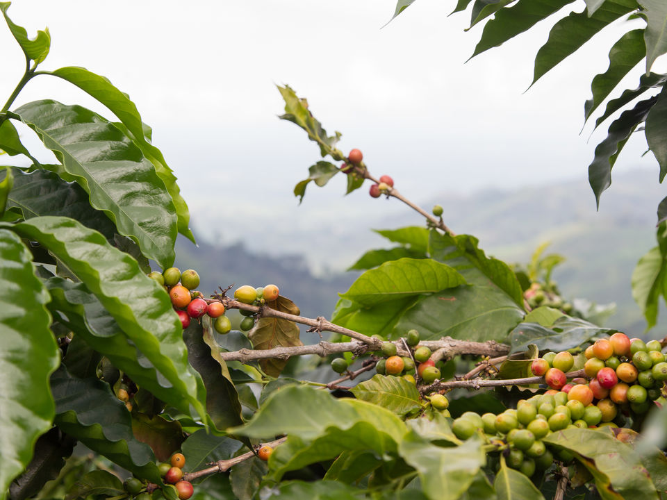 Koffie is de belangrijkste bron van inkomsten in Colombia