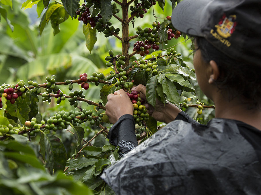 Colombia koffieregio, Finca Morelia