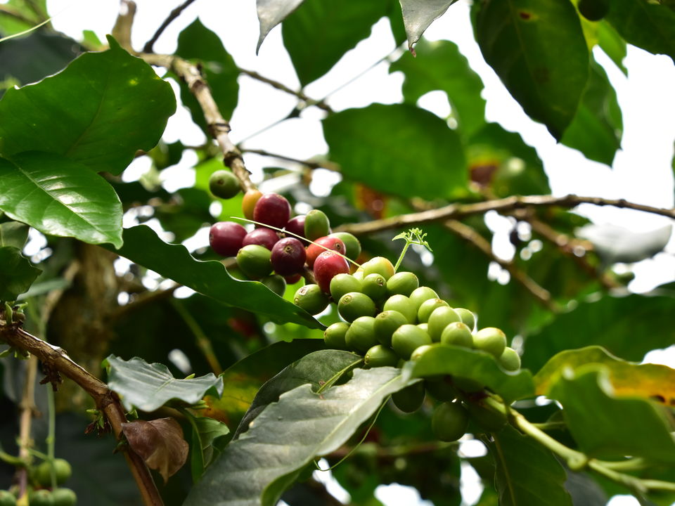 Koffiebessen in de planten op de plantages, Colombia