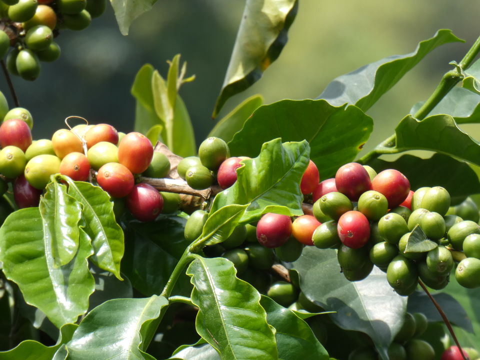 Colombia-Pereira-Finca-del-Cafe-Koffietour-4