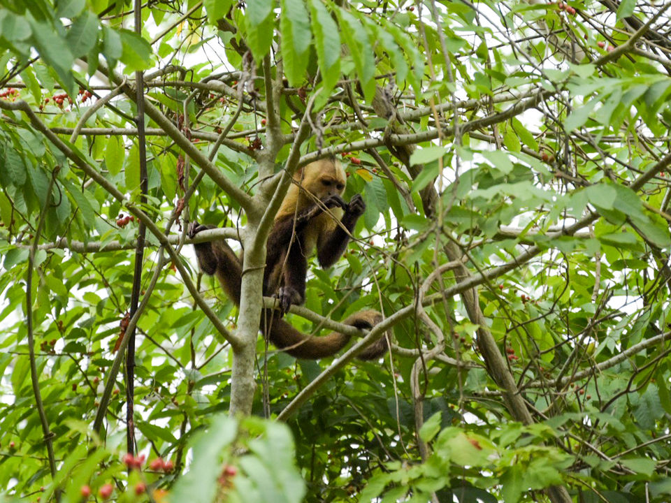 Een aapje verscholen tussen de takken In Tayrona National Park
