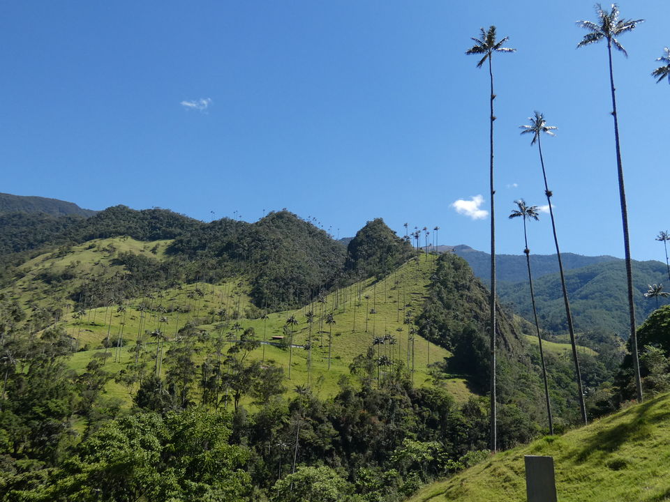 Hoge waxpalmen in de Cocora Vallei