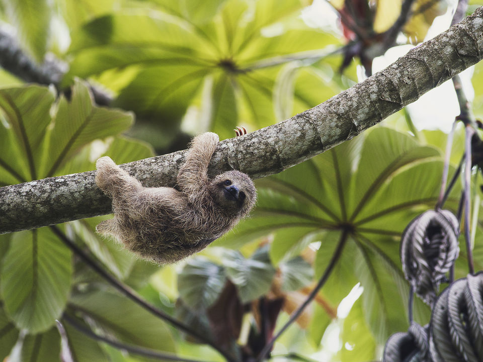 Luiaarden spotten in Arenal in Costa Rica
