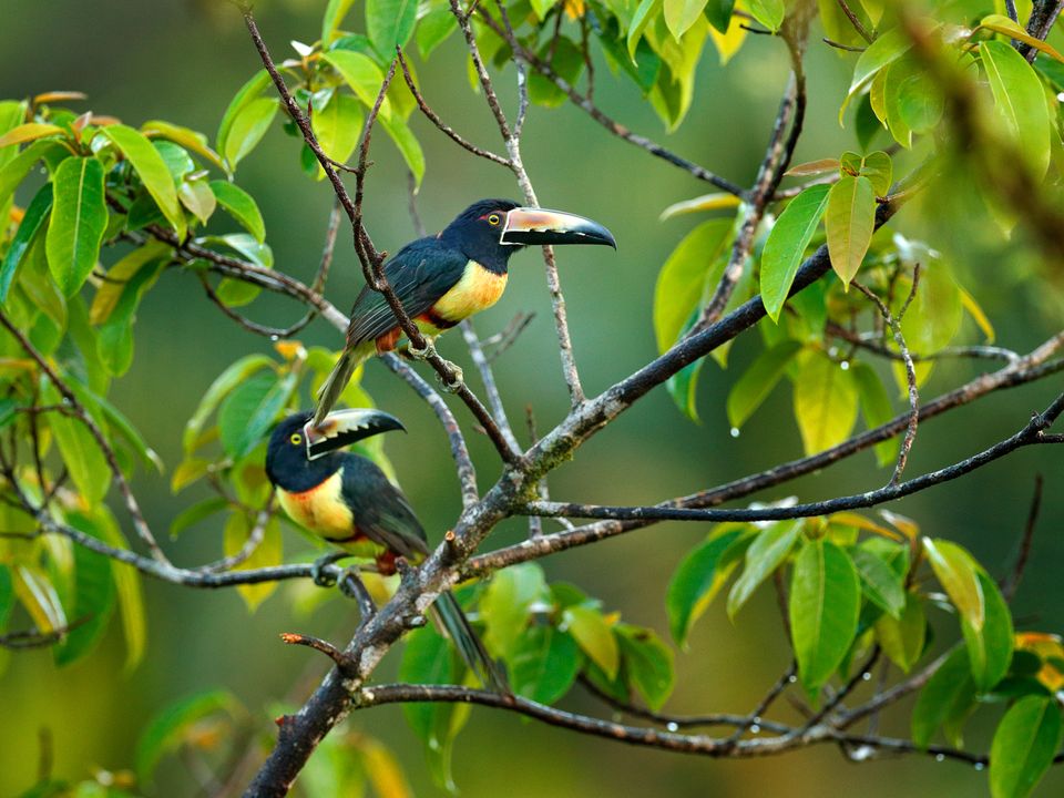 Halsband Aracari tijdens vogelspotten in Boca Tapada