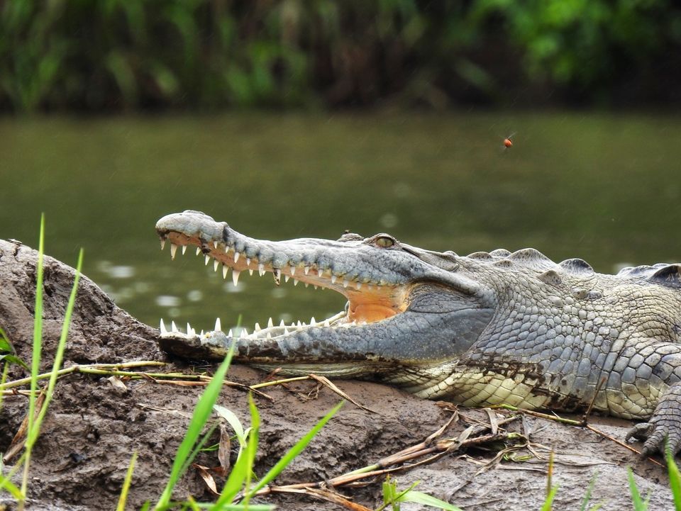 Krokodillen vind je in de rivier in Boca Tapada