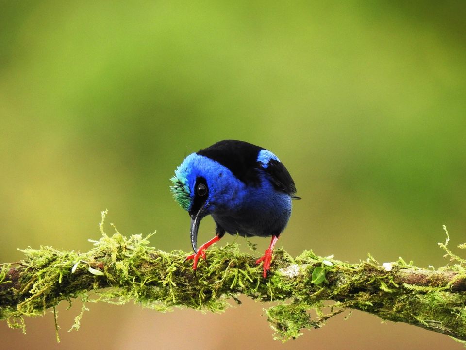 Bijzondere vogels in Boca Tapada, Costa Rica