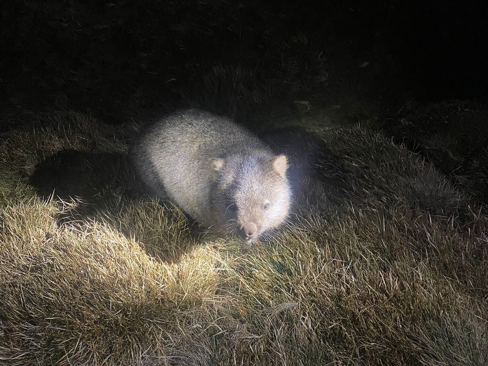 Cradle Mountain Night Spotting Tour